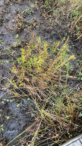 Three-way Sedge