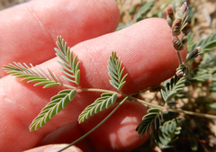 Hoffmannseggia drepanocarpa