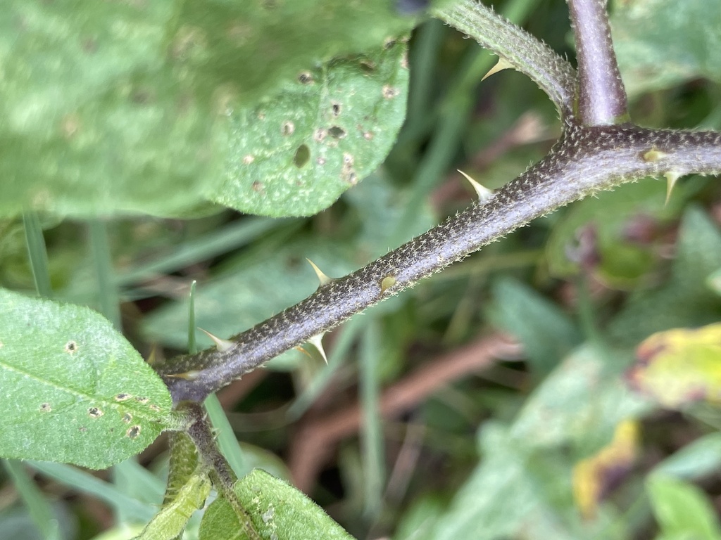Solanum carolinense; photograph (c) Engers, some rights reserved (CC BY)