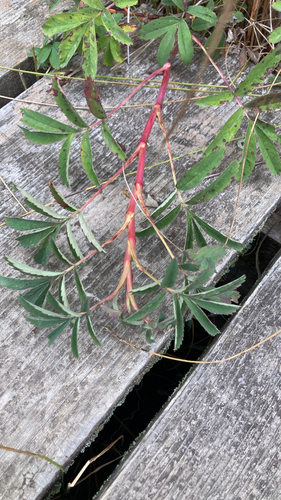marsh cinquefoil