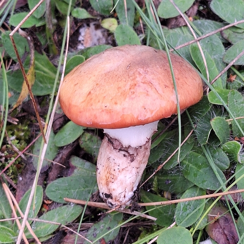 Purple-veiled Slippery Jack