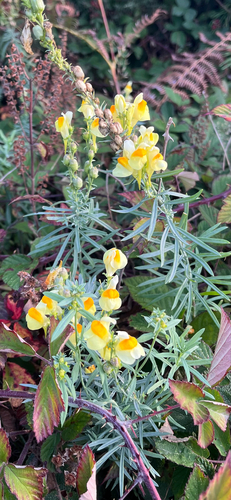 common toadflax