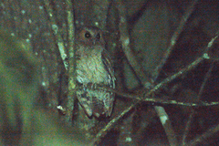 Megascops ingens colombianus