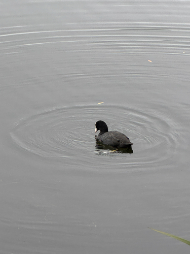 Eurasian Coot