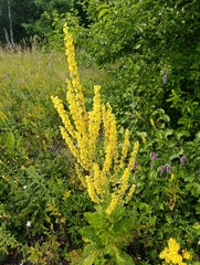 Verbascum lychnitis