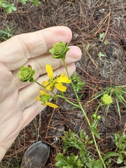 Silphium compositum