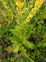 Verbascum lychnitis, photograph (c) Мирослав Соболев, some rights reserved (CC BY)