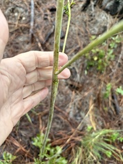 Silphium compositum, photograph author not stated, no rights reserved