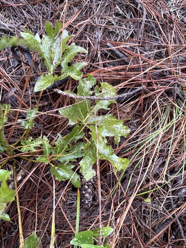 Silphium compositum, photograph 3