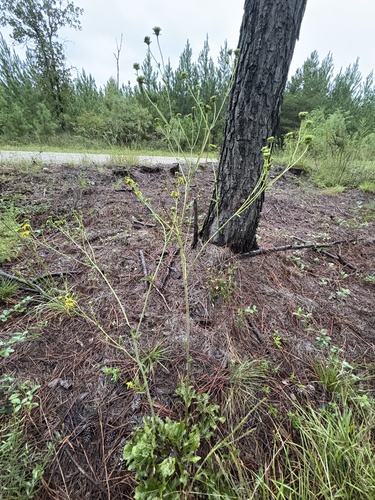 Silphium compositum, photograph 4