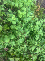Lygodium palmatum, photograph author not stated, no rights reserved