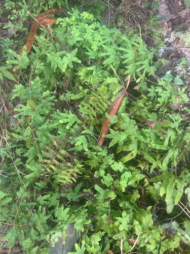 Hartford fern