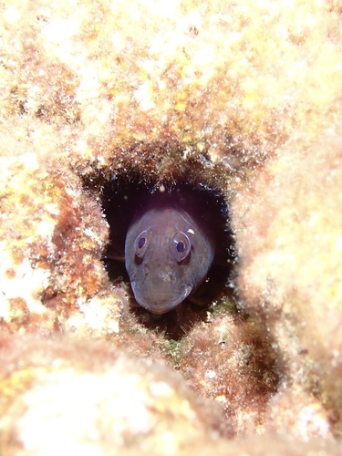 Caneva's Blenny