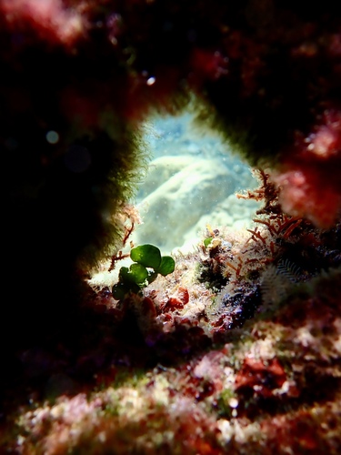 Pennyweed