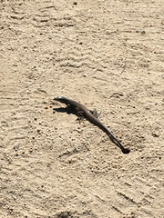 Aspidoscelis tigris tigris