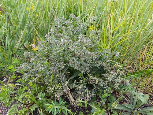 Nonea pulla, photograph 1