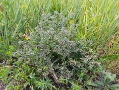 Nonea pulla, photograph (c) Мирослав Соболев, some rights reserved (CC BY)