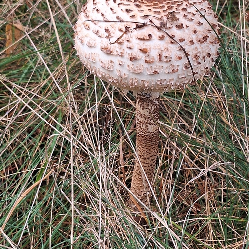 Parasol