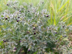 Nonea pulla, photograph (c) Мирослав Соболев, some rights reserved (CC BY)