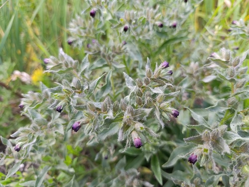 Nonea pulla, photograph 3