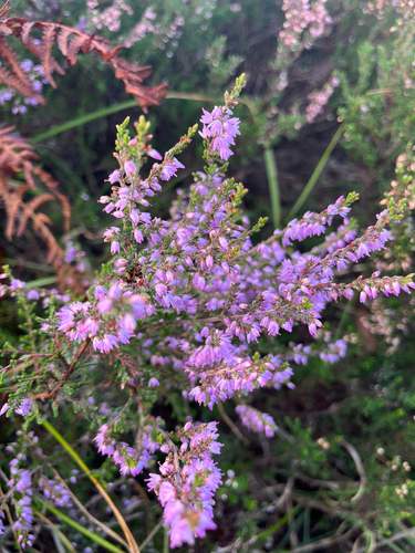 common heather