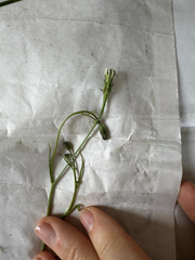 Hypochaeris albiflora