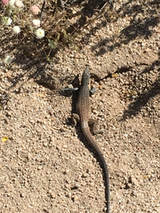 Aspidoscelis tigris tigris