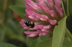 Cryptocephalus moraei