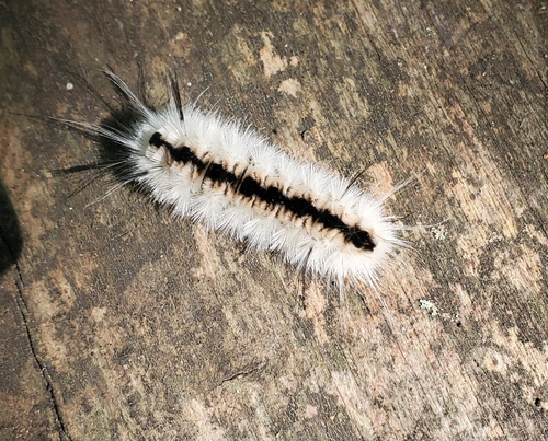 Hickory Tussock Moth