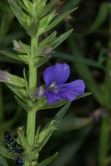 Stemodia florulenta