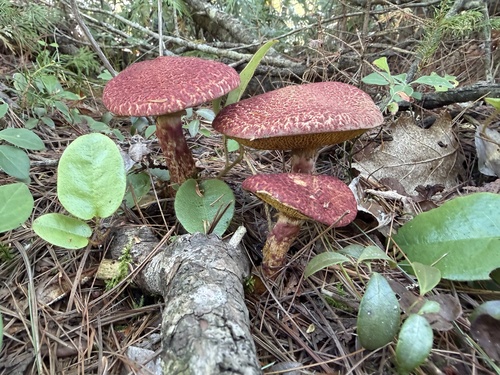 Painted Suillus