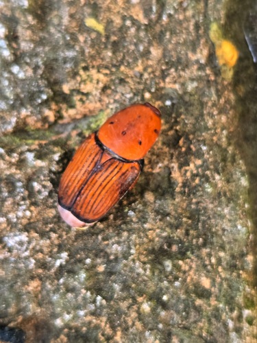 Red Palm Weevil