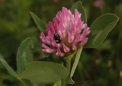 Cryptocephalus moraei