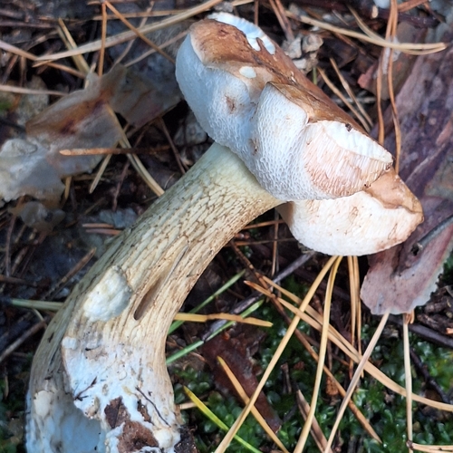 Bitter Bolete