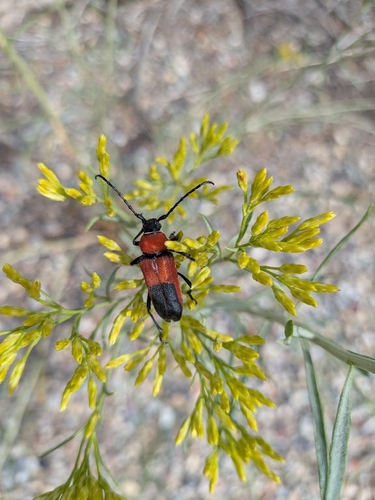 Red and Black Long-horned Beetle