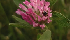 Cryptocephalus moraei