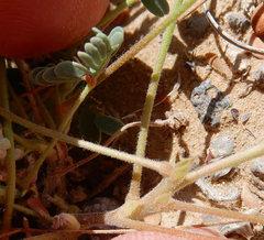 Hoffmannseggia drepanocarpa