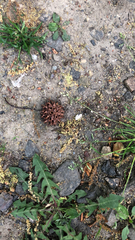 Liquidambar styraciflua