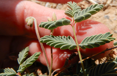 Hoffmannseggia drepanocarpa