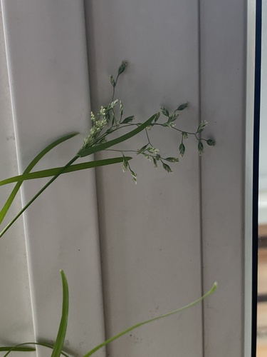 Annual Meadow-grass
