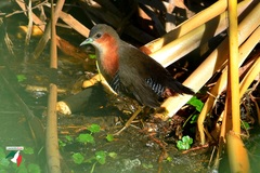 Laterallus melanophaius