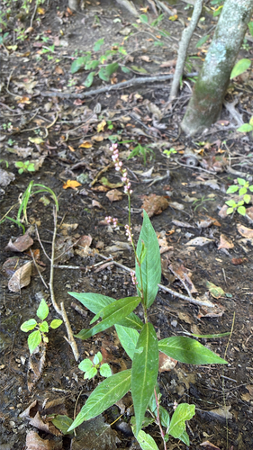 low smartweed