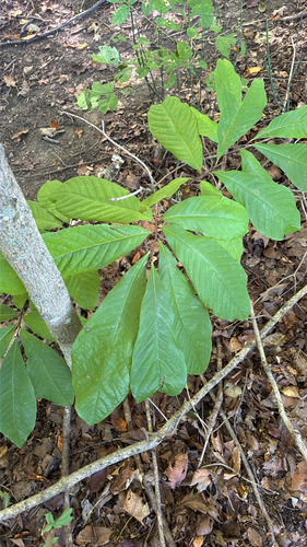common pawpaw