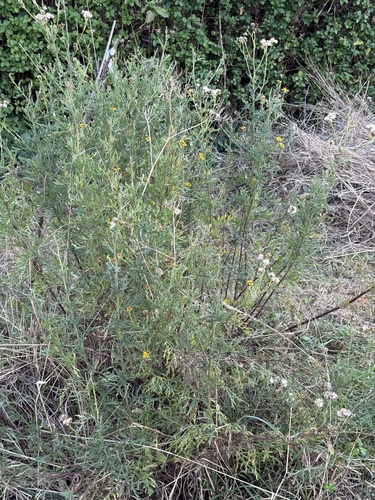 Jacobaea erucifolia, photograph 3