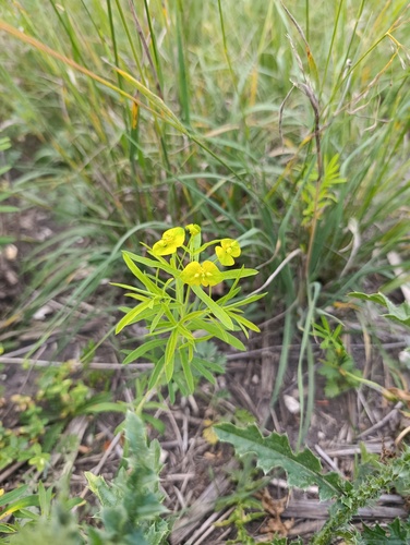 Euphorbia virgata, photograph 6