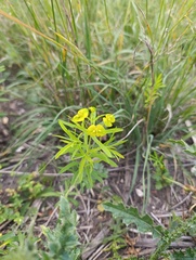 Euphorbia virgata, photograph (c) Мирослав Соболев, some rights reserved (CC BY)