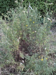 Jacobaea erucifolia, photograph author not stated, no rights reserved