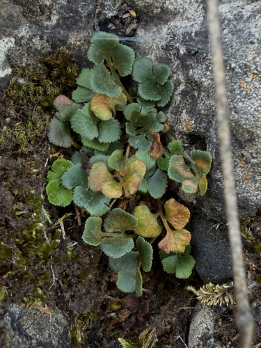 wall-rue