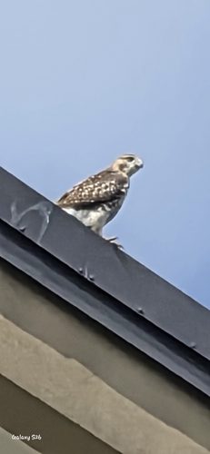 Red-tailed Hawk