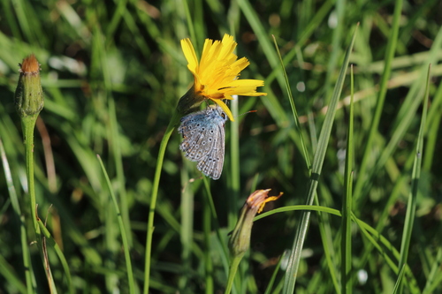 Common Blue